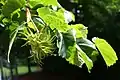 Corylus colurna