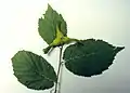 Leaves (and three fruits forming)