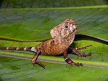 Helmeted Iguana (Corytophanes cristatus)