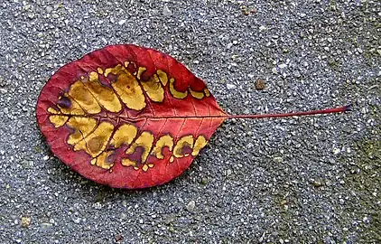 Autumn leaf