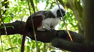 Cotton-top tamarin