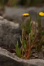 Leaves sheath the stem and are entire or with a few teeth or deep lobes (Fir Island, Washington)