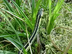 Valley Garter Snake