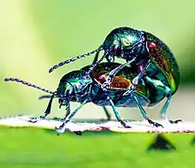 Coupled dogbane leaf beetles