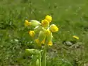 Primula veris