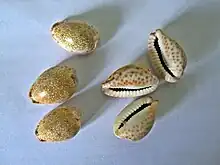 Cowrie shells used as dice, showing a roll of 3