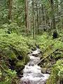 A creek in Larch Mountain forest.