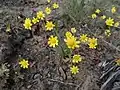 Flowering near Ellensburg, WA