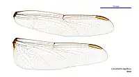 Male wings