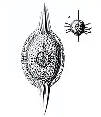 Cromyatractus tetracelyphus with 2 spines