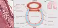 Cross section of a trachea and esophagus