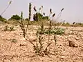 Crucianella angustifolia