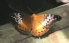 Female, Cairns, Queensland