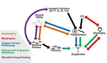 Image 117Cryptic interactions in the marine food web. Red: mixotrophy; green: ontogenetic and species differences; purple: microbial cross‐feeding; orange: auxotrophy; blue: cellular carbon partitioning. (from Marine food web)