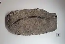 Ctenacanthus sp fin spine fossil