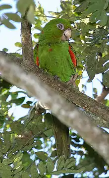 A green parrot with red shoulders and white eye-spots