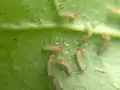 Emerging larva