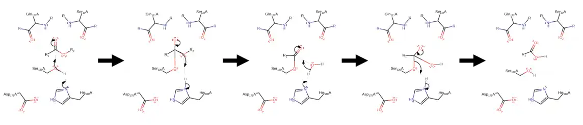 Cutinase hydrolysis