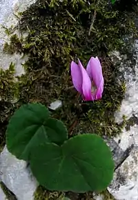 A plain-leaved form at Plitvice Lakes National Park,  Croatia