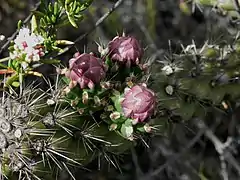 Detail of the buds and spines of var. californica. Eriogonum fasciculatum is the flower at the top left.