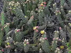 The general decumbent habit of var. californica, in flower.