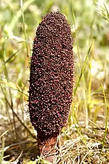 Cynomorium coccineum, the strange plant that gave Fungus Rock its name