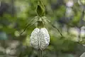 White pouch flower in Quebec, Canada