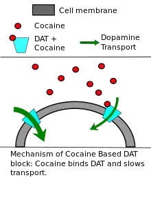 Diagram describes the mechanisms by which cocaine and amphetamines reduce dopamine transporter activity.