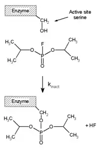 2D structural diagram depicting a serine amino acid residue from the active site of the enzyme forming a covalent bond with DFP by displacing the fluoride atom