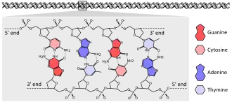 DNA chemical structure diagram showing how the double helix consists of two chains of sugar-phosphate backbone with bases pointing inwards and specifically base pairing A to T and C to G with hydrogen bonds.