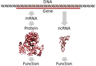 A protein-coding gene in DNA being transcribed and translated to a functional protein or a non-protein-coding gene being transcribed to a functional RNA