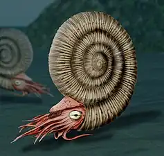 Image 89Reconstruction of an ammonite, a highly successful early cephalopod that first appeared in the Devonian (about 400 mya). They became extinct during the same extinction event that killed the land dinosaurs (about 66 mya). (from Marine invertebrates)