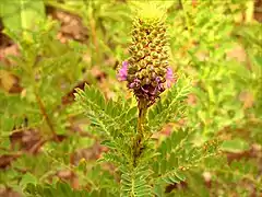 Dalea foliosa at Russell R. Kirt Prairie