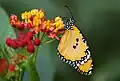 Danaus chrysippus on Asclepias