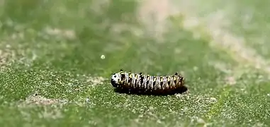 Second instar