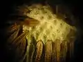 A microscopic view of a dandelion "clock" showing the receptacle and the cypselas.