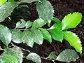 Illawarra socketwood, coppice leaves