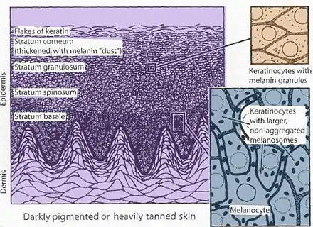 Darkly pigmented skin