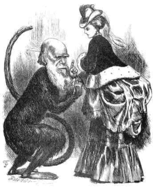 A caricature of Charles Darwin contemplating a bustle as a curiosity of natural history, from Fun, 16th Nov, 1872