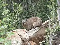 Rock hyrax in the botanical garden of Pretoria, South Africa