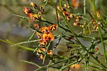 Daviesia divaricata 2011-10-13