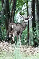 A deer in Ben Lomond