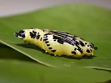 Chrysalis