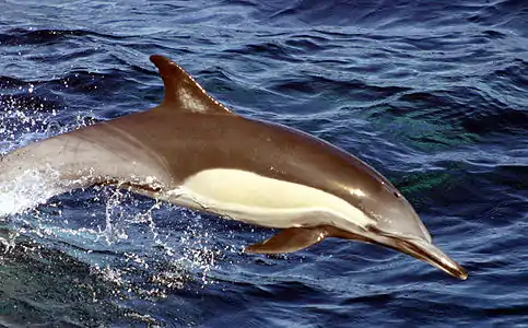 Delphinus capensis