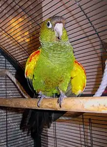 A green parrot with a black tail and yellow wings with red shoulders