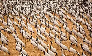 Demoiselle cranes in Khichan near Bikaner