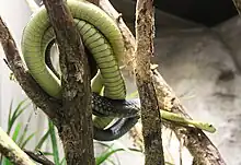 green snake on a tree from below