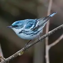 A blue and white bird perched on stick.