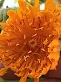 Interior of pendent, yellow-orange 'flower' (capitulum) (Temperate House, Kew Gardens)