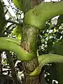 Young stem, showing attachment of bases of long, deeply-grooved petioles (Temperate House, Kew Gardens)